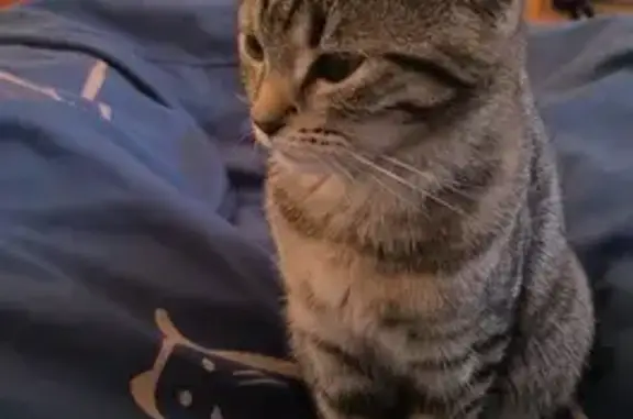 Потерянные животные Санкт-Петербург, фото: Пропала кошка Изи! Бассейная, 85, СПб