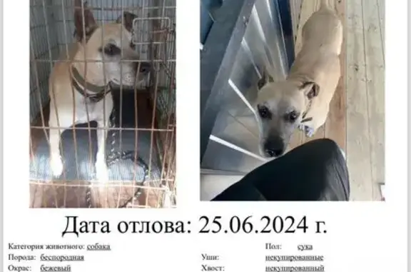 Найдена собака: Ленина, 27, Сургут