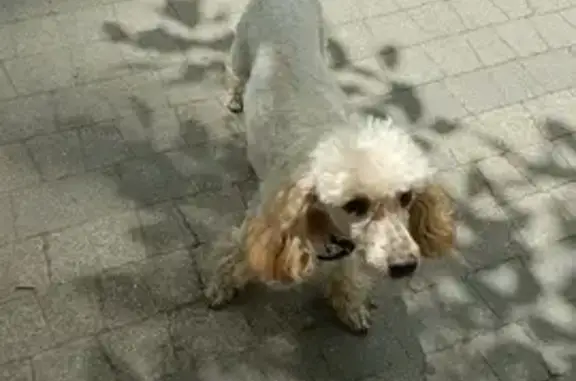 Найдена собака, ул. 70 лет Октября, 32