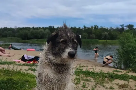 Пропала собака у озера в Парке Победы