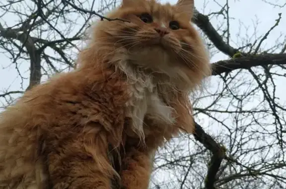 Кошки потеряшки, Угловка, фото: Потеряшка кошка: Кирова Заводская, 51