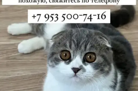 Пропала кошка: Чарушинская ул., 24к1