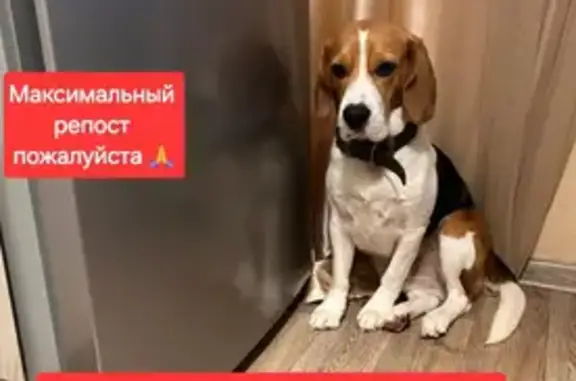 Пропала собака: Орская ул., 108, Ростов