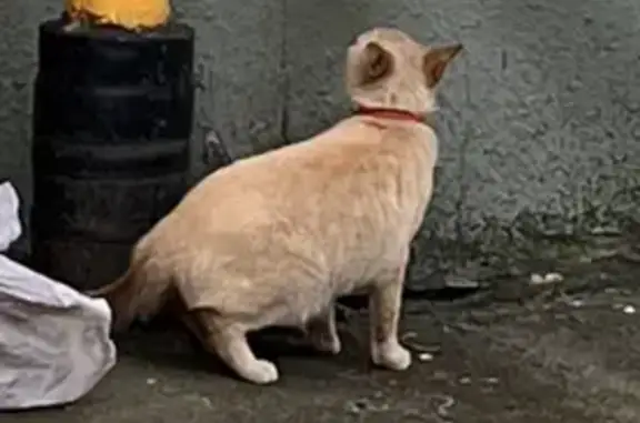Найден кот: Яблочкова, 4, Москва