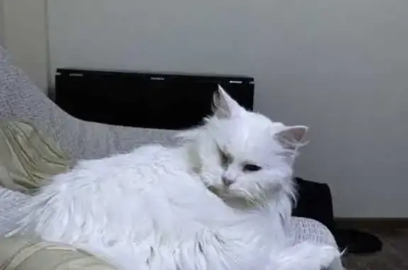 Пропала белая кошка: пер. Партизанский