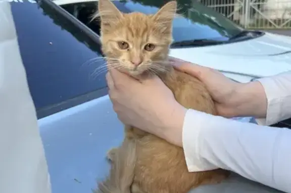 Найдена кошка Мейнкун, Коломенское