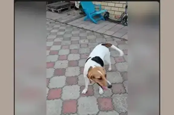 Найденные животные Тверь, фото: Молодая собака найдена, ул. Дарвина, Тверь