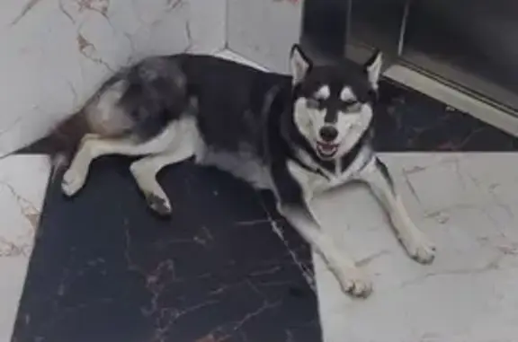 Найдена собака: Московская ул., 125 к1