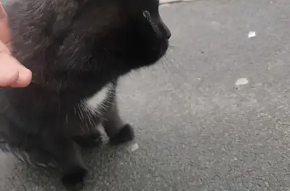 Найдена кошка: Мелентьевой, Петрозаводск