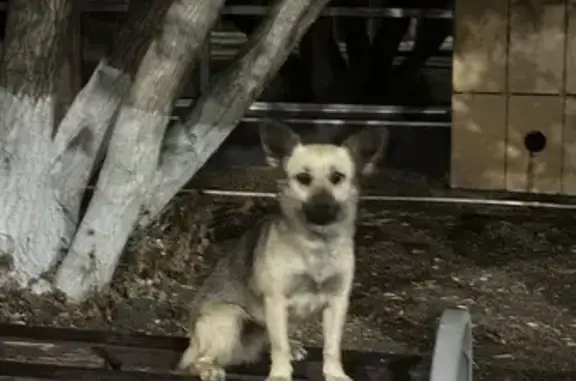 Найдена собака: Чкалова, 28А, Оренбург