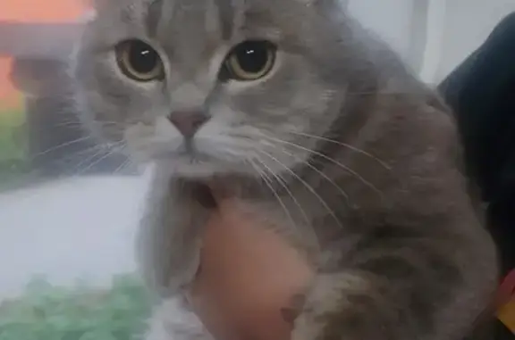 Найденные животные Пенза, фото: Вислоухая кошка потерялась: Средняя ул., 33