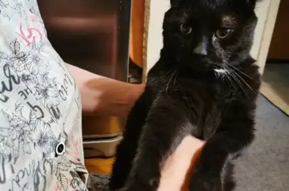 Чёрная кошка найдена: Л. Голикова, 23
