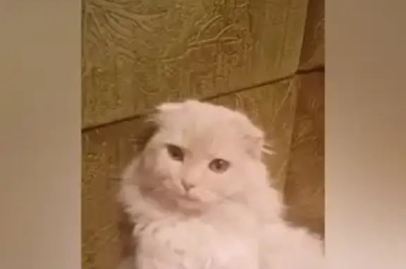 Пропала кошка Лео в Горно-Алтайске