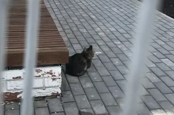 Пропала кошка, Камышинская 133