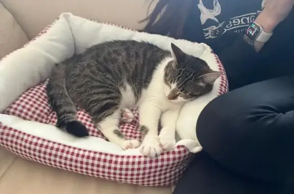 Кошки потеряшки, Пенза, фото: Потеряшка кошка, ул. Куйбышева, Пенза