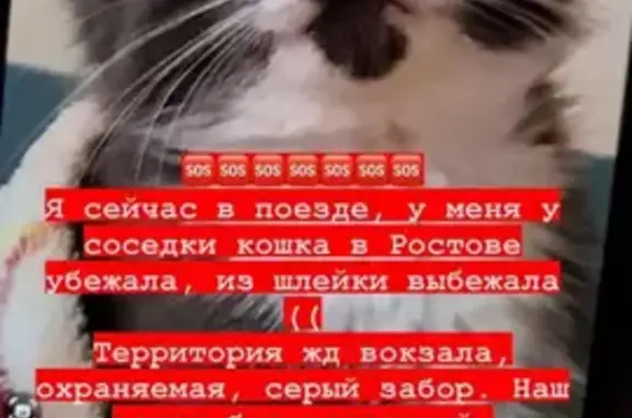 Пропала кошка: Б. Садовая, Ростов