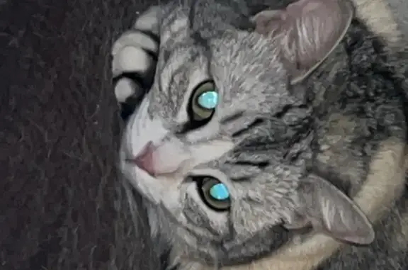 Пропала кошка: Красно-Зелёная 1А, Крым
