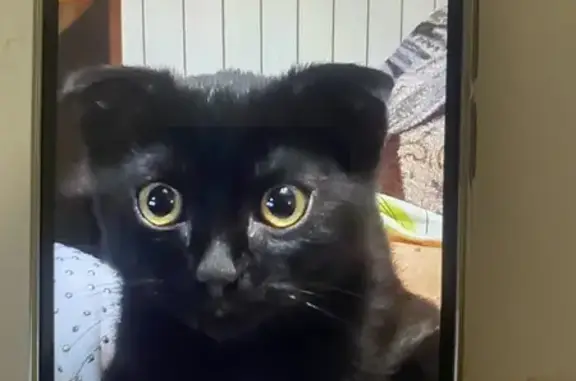 Пропала черная кошка: ул. А. Петрова, 142