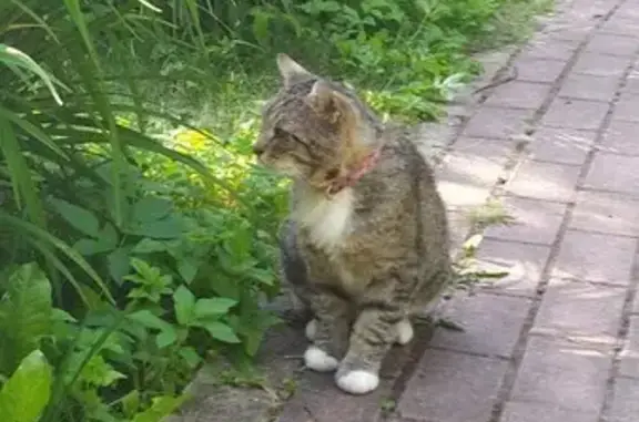 Найден кот: Десеновское, СНТ Русь