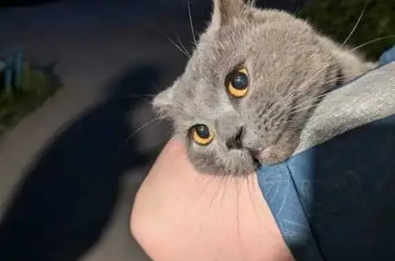 Найдена кошка: ул. А. Гладкова, 23