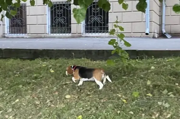 Найден щенок Бигля - пр-т Ленина, 2А