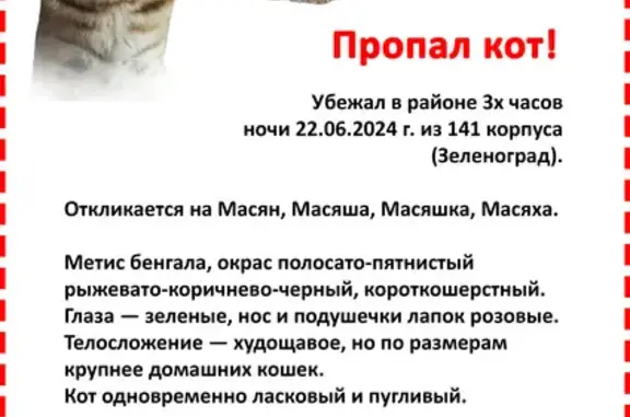 Пропала кошка, Зеленоград, ул. Злобина, к141