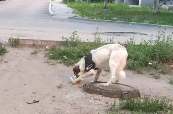 Найдена собака: Ленинградская, 108