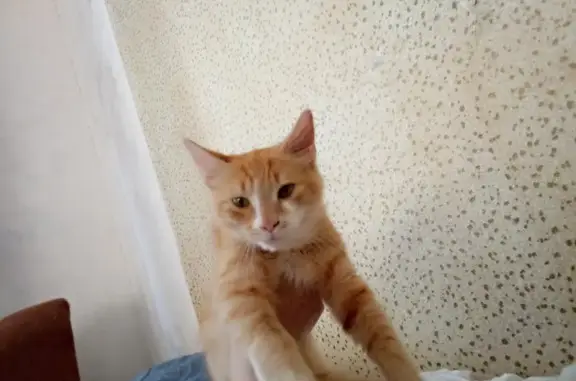 Найдена кошка, , фото: Найден котёнок, Камышин, ул. 23