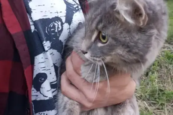 Найдена кошка: Молдавская ул., 4, Пермь