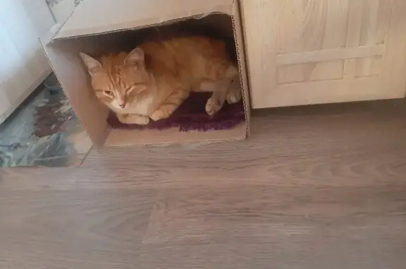 Найдена кошка, Профсоюзная, Подольск
