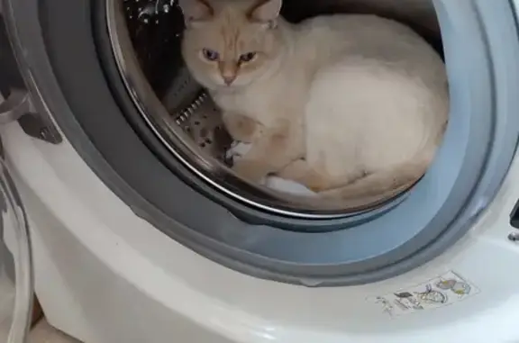 Кошки потеряшки, Куйбышев, фото: Потеряшка кошка, 50К-23, Куйбышев