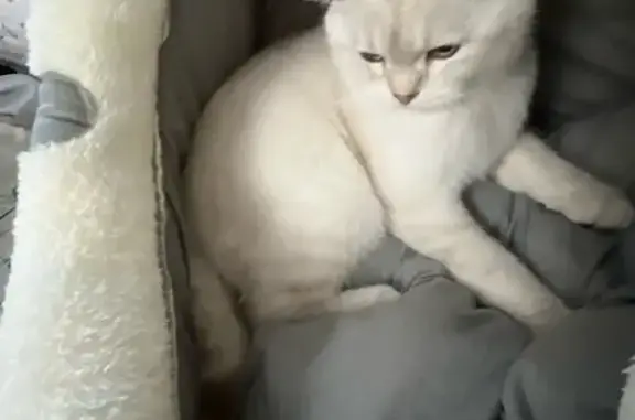 Пропала кошка: Космонавтов, 41, Казань