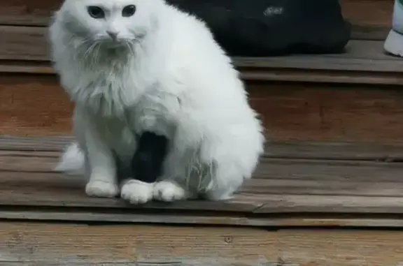 Пропала белая кошка, Кирилловка