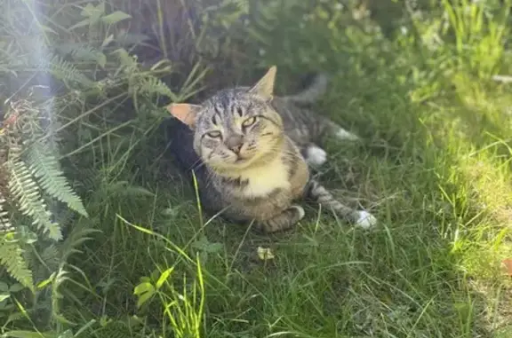 Найдена кошка, Красносельское, фото: Кошка найдена 41К-451 Красносельское