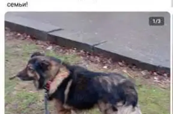 Пропала собака: Дзержинского, 51, Волгоград
