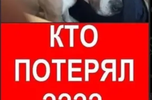 Собака найдена: ул. Марченко, 16