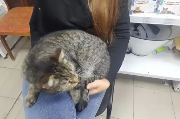 Кошка найдена: Луначарского, 182