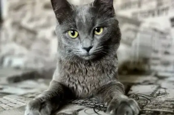 Найдена кошка, Тамбов, фото: Найдена кошка, ул. Монтажников, Тамбов