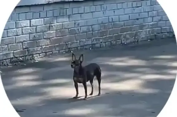 Найдена собака: Дубнинская ул., 10к4