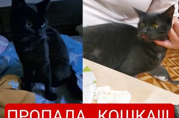 Пропала кошка Рэй, ул. Гагарина, 32