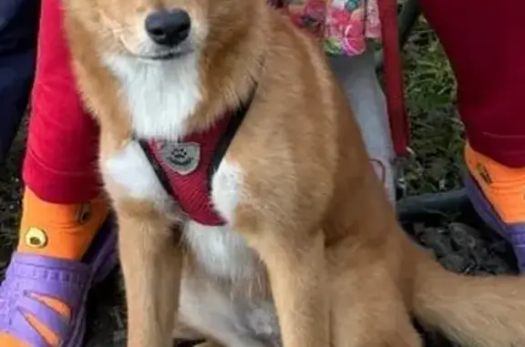 Собаки потеряшки, Александров, фото: Потеряшка собака! Киржачская ул., Александров