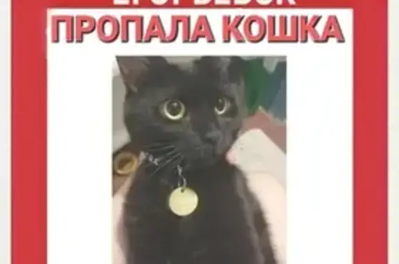 Пропала кошка, ул. Ударник, Егорьевск