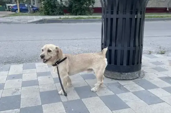 Найдена собака ул. Героя Смирнова