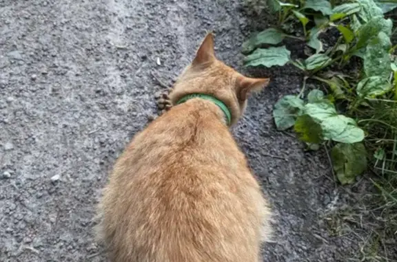 Найдена кошка: Михалково, Москва