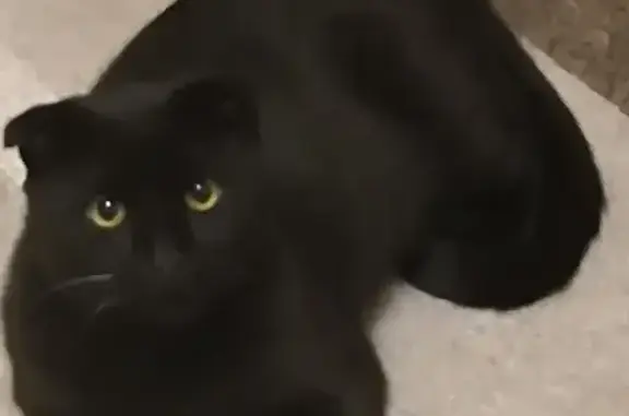 Пропал черный кот: Каляева, 111