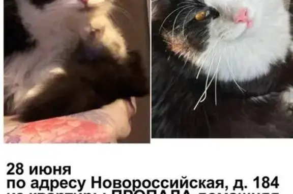 Пропала кошка: Новороссийская, 184