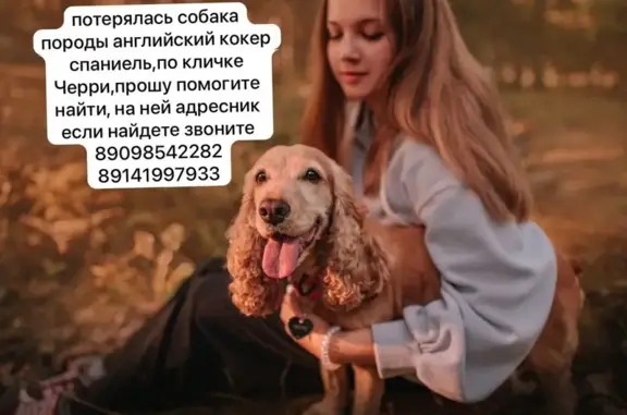 Пропала собака Черри, Воронежская ул.