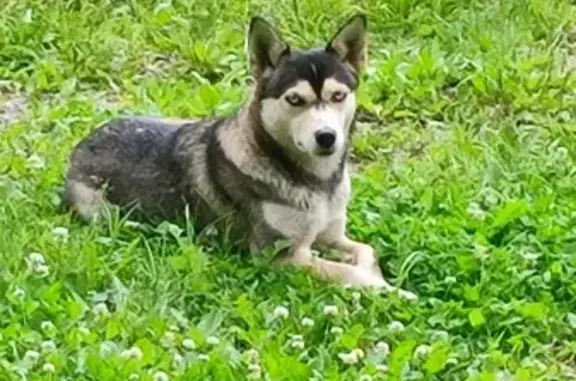 Найдена собака: Нахимовская, 31Б