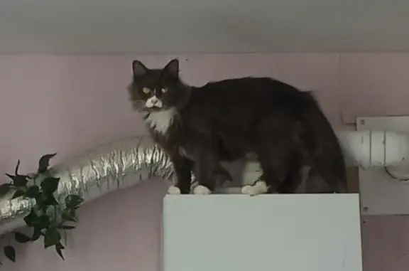 Объявления о пропавших и найденных животных, Рассказово, фото: Пропала кошка, Комитетская ул.