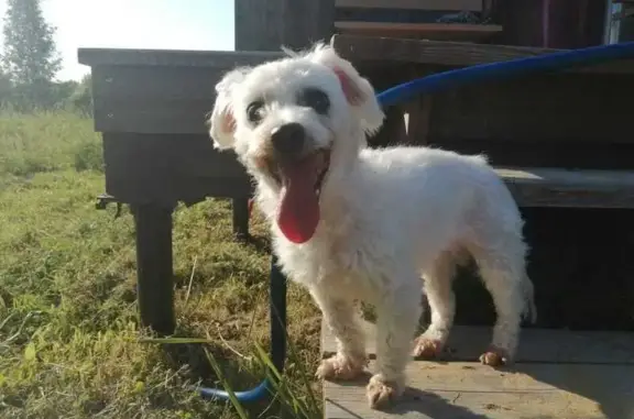 Найдена белая собака: Садовая ул., Светлый